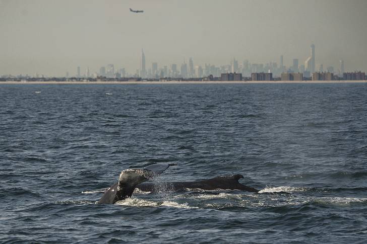 Humpback whales in the New York Bight, September 28th, 2014